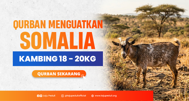 kambing-afrika